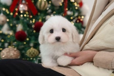 미유펫대구 강아지분양고양이분양 도그플러스동물병원