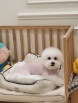 바둑이쌀롱