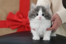 미유펫대구 강아지분양고양이분양 도그플러스동물병원