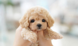 강아지분양 더펫