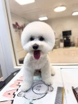 스마일댕댕