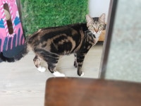 고양이랑카페놀이