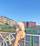 몽냥몽냥 강아지분양 일산점