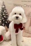 베베숑펫살롱