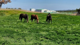 제이디동물병원