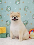 반짝반짝빛나개