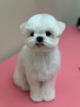 댕글리