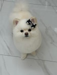 댕글리