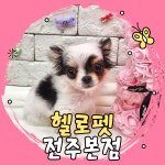 헬로펫 전주본점