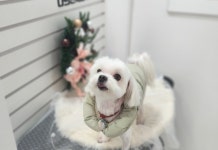 눈부시개 그루밍