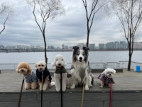 슈퍼독 펫스쿨&애견유치원