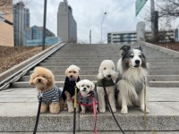 슈퍼독 펫스쿨&애견유치원