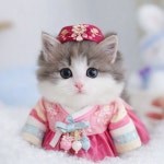 수원고양이분양 고사남 본점