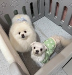 디디카페/애견놀이방,미용,호텔