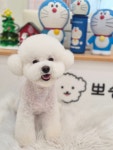 뽀송하개