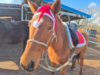 삼다수승마목장