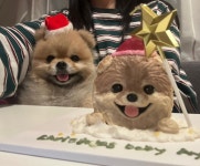 스위트멍 강아지케이크 수제간식