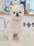 뽀송하개
