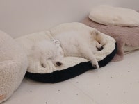 애견호텔고봉이네놀이방