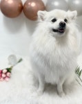 댕스타일