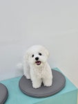 바우와우 펫살롱