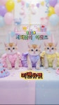 미앤유펫 강아지고양이 원주점