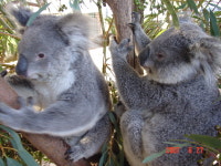 아리랑월드투어