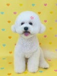 댕끌림