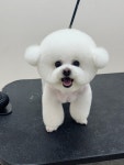 댕끌림