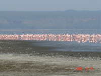 아리랑월드투어