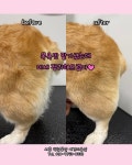 시흥애견미용 댕실몽실 반려견미용실