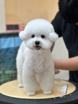 댕끌림