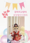 미앤유펫 강아지고양이 원주점