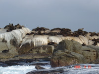 아리랑월드투어