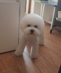 다Dog다Dog