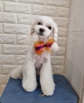 다Dog다Dog