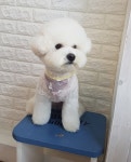 다Dog다Dog