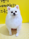 슈크림애견미용실&애견호텔