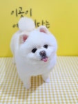 슈크림애견미용실&애견호텔