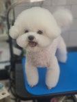 몽슈피스