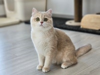 위드브리캐터리