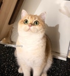 위드브리캐터리