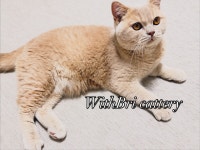 위드브리캐터리