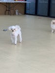 댕놀이터 애견유치원&애견호텔
