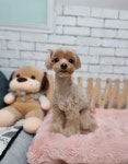 루이펫샵