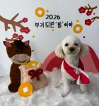 댕놀이터 애견유치원&애견호텔