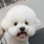 하이멍 강아지미용&애견호텔