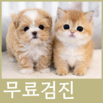 용인강아지분양 고양이분양 펫아미