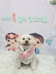 표나개반려애견미용실