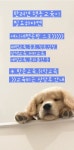 여니네펫공방